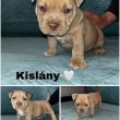 American bully eladó 