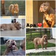 Eladó american bully 
