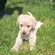 Labrador kiskutyák