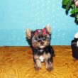 Mini, törzskönyves Yorki, Yorkshire terrier