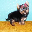 Mini, törzskönyves Yorki, Yorkshire terrier