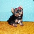 Mini, törzskönyves Yorki, Yorkshire terrier