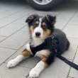 Border collie kölykök