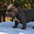 Francia bulldog kölykök