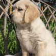 Golden retriever kutyusok keresik gazdijukat