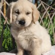 Golden retriever kutyusok keresik gazdijukat