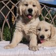 Golden retriever kutyusok keresik gazdijukat