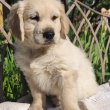 Golden retriever kölykök 