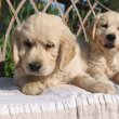 Golden retriever kölykök 