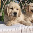Golden retriever kölykök 