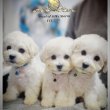 Bichon Frisé kölykök