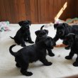 Közèp schnauzer kiskutyák eladók