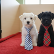 Közèp schnauzer kiskutyák eladók