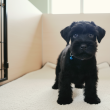 Közèp schnauzer kiskutyák eladók