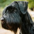 Közèp schnauzer kiskutyák eladók