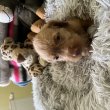 Eladó Drótszőrű Magyar Vizsla kiskutyák