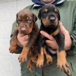 Doberman kölykök
