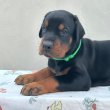 Doberman kölykök