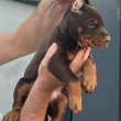 Doberman kölykök