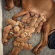  Vizsla puppies for sale
