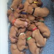  Vizsla puppies for sale