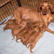  Vizsla puppies for sale