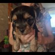 Eladó Yorkshire Terrier kiskutya