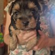 Eladó Yorkshire Terrier kiskutya