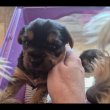 Eladó Yorkshire Terrier kiskutya
