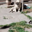 Eladó 