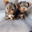 Yorkshire terrier kölykök várnak rád