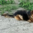 Németjuhász kutyánkat elajándákoznánk