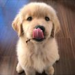 Golden Retriever puppies ready for adoption 