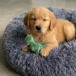Golden Retriever puppies ready for adoption 