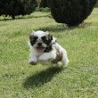 Shi-Tzu kiskutya eladó