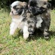 Shi-Tzu kiskutya eladó