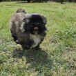 Shi-Tzu kiskutya eladó
