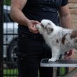 Border Collie – Gyönyörű kölykök