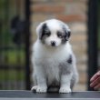Border Collie – Gyönyörű kölykök