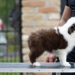 Border Collie – Gyönyörű kölykök