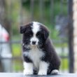 Border Collie – Gyönyörű kölykök