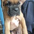 boxer kiskutyák