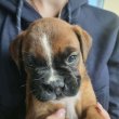 boxer kiskutyák