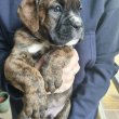 boxer kiskutyák