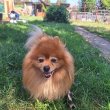 Kan spitz kutya