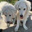 Kuvasz kiskutya