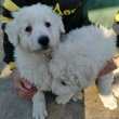 Kuvasz kiskutya