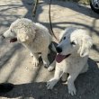 Kuvasz kiskutya