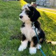 Healthy mixed breed doodle puppies for sale 