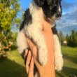 Healthy mixed breed doodle puppies for sale 